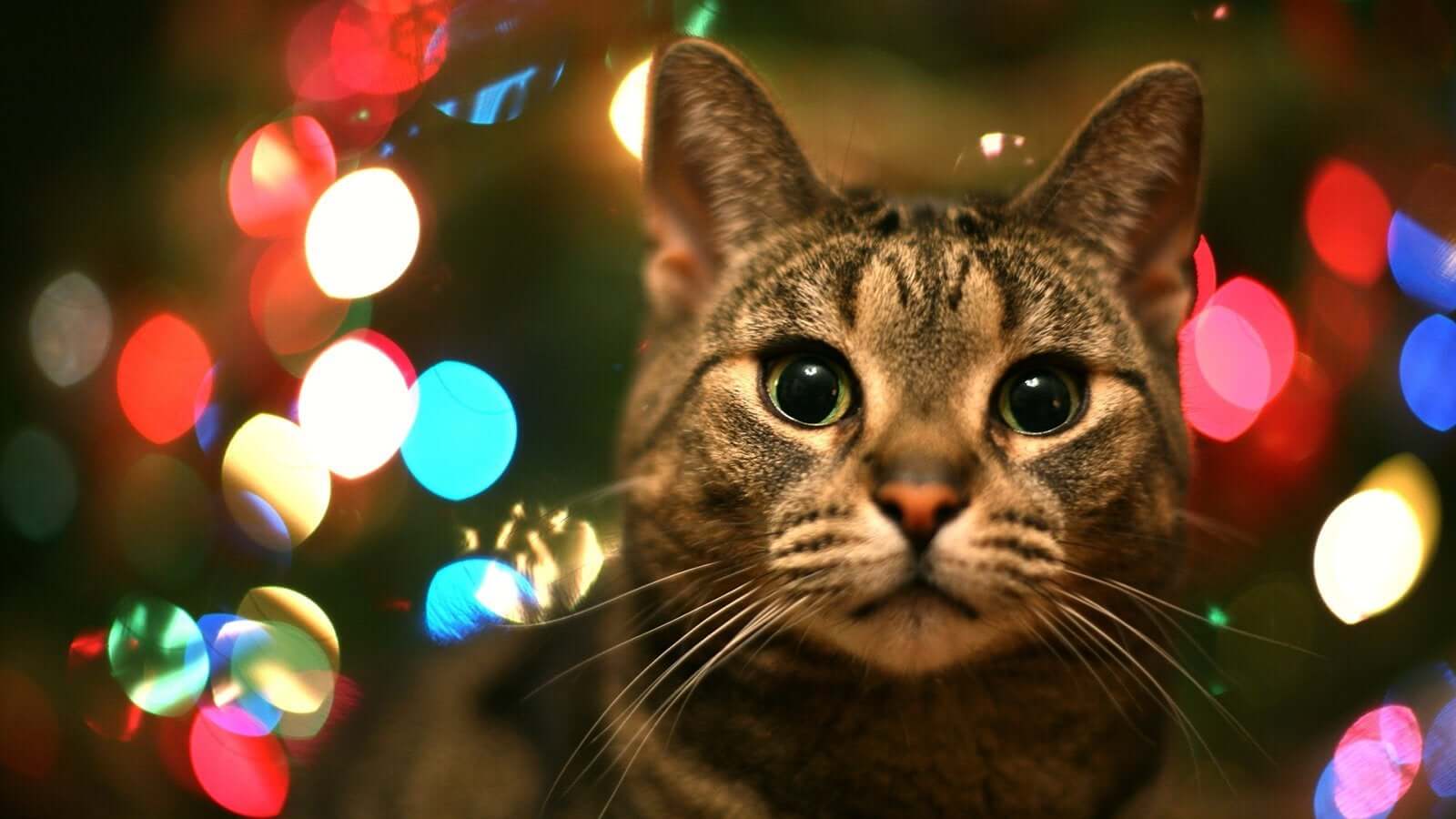 Dangerous Decorations and Festive Foods For Your Pets