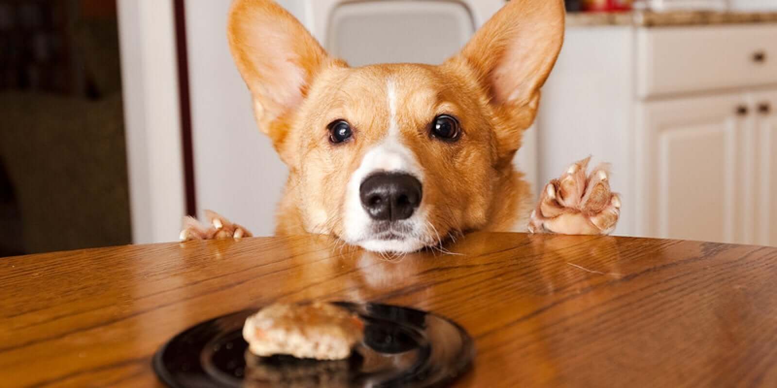 Should I Choose A Grain-Free Dog Food?