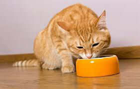 The Best Diet For Cats