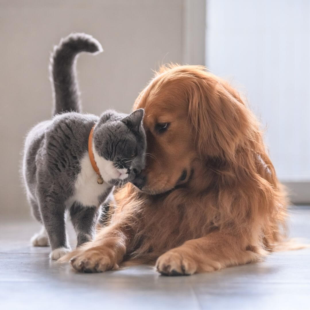 The nutritional differences between cats and dogs