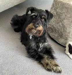 Bertie – The Mini Schnauzer Making A Maximum Difference