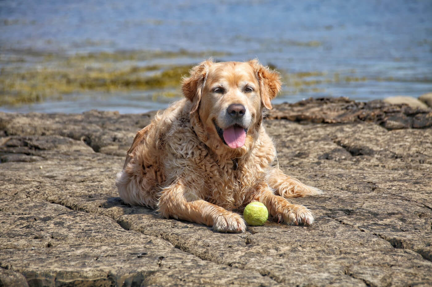 Southern Golden Retriever Display Team: Bertie & Walter