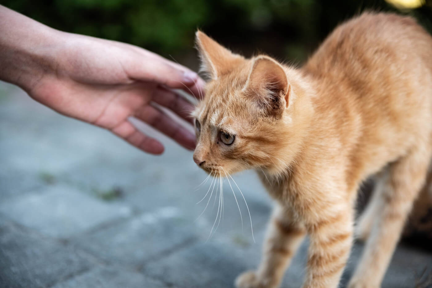 10 signs your cat is stressed .. and how to fix it