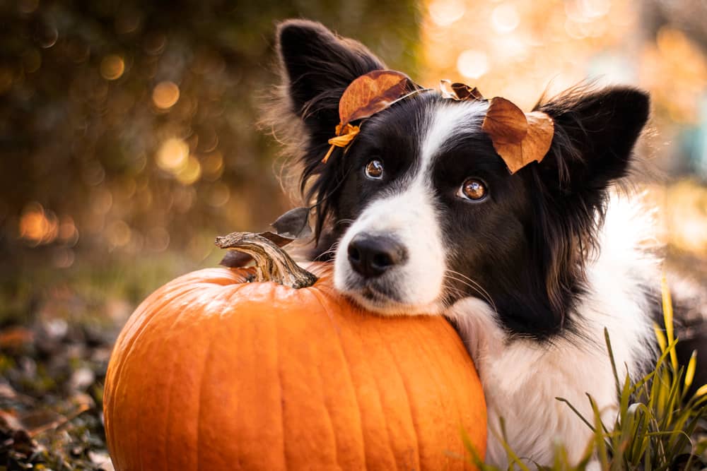 Birch Hill Dog Rescue – Happy Halloween