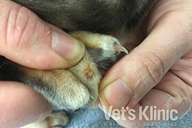 Orange spots on dog