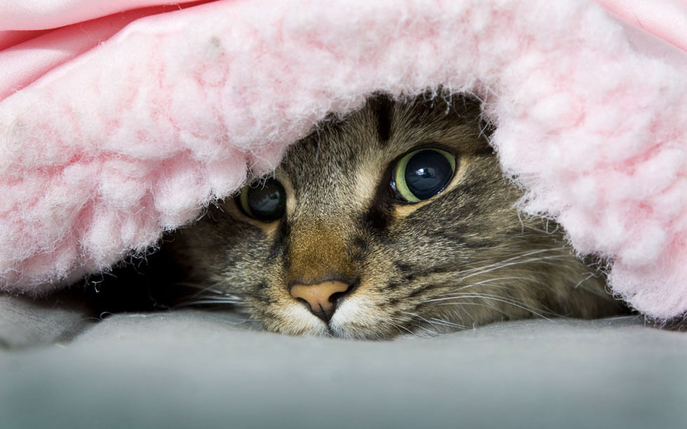 What is the difference between vomiting and regurgitation in cats?