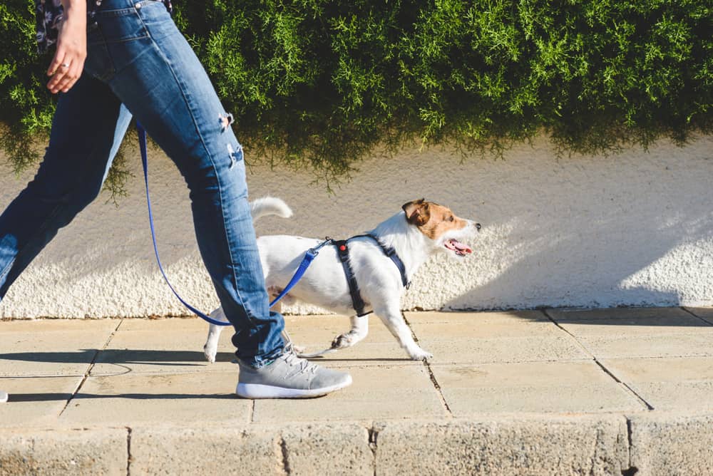 Long walks? Consider your dog’s health