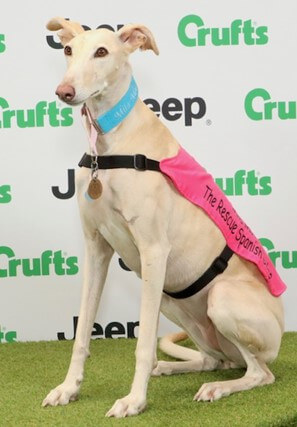 Mila at Crufts (photo: Fay McCallum)