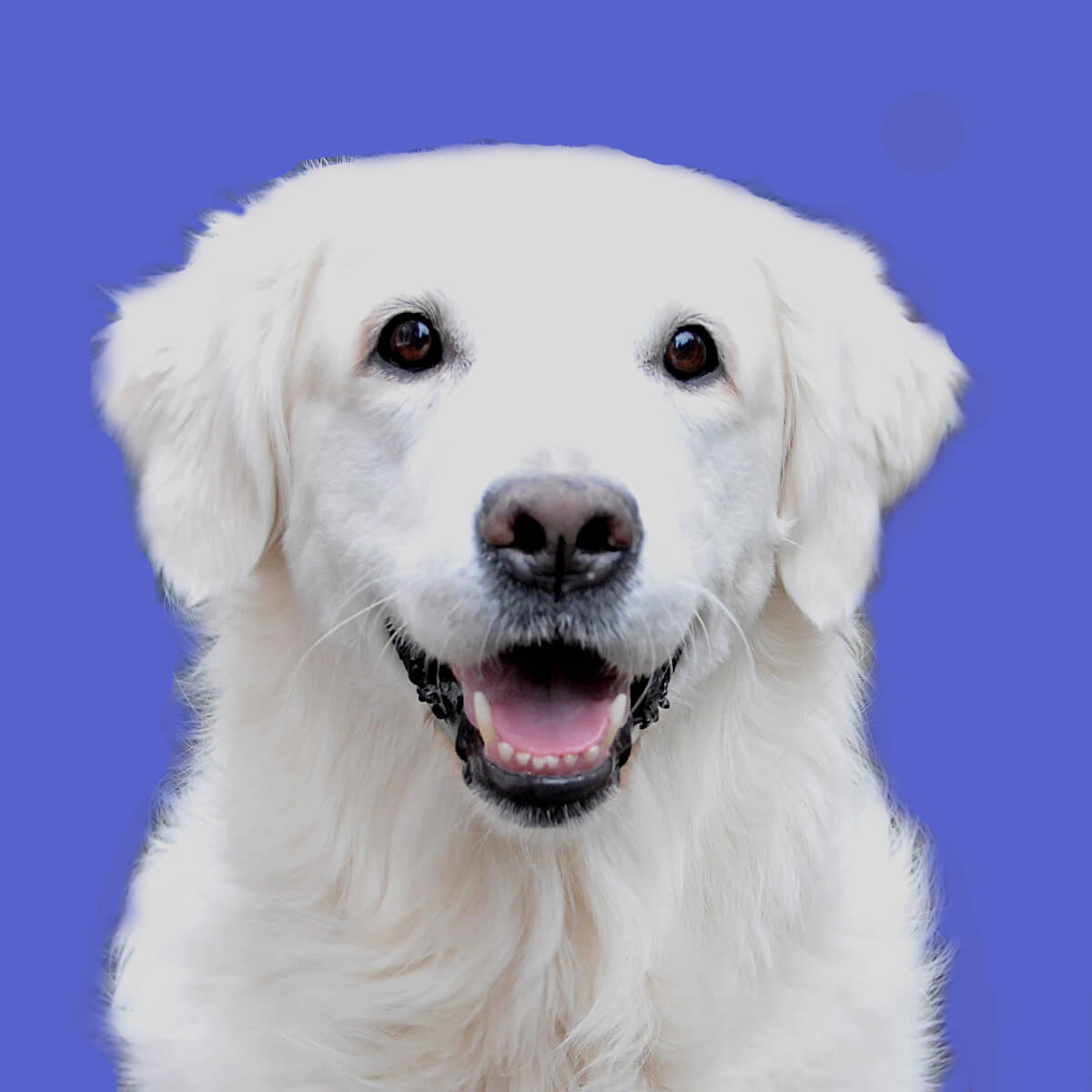 Nell, the Golden Retriever, recovers in time for Crufts