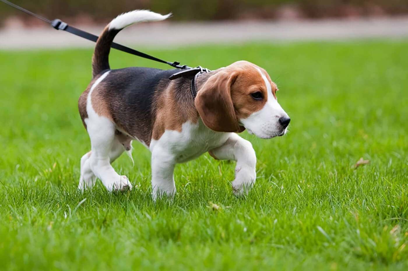 Puppy training – How to train your puppy properly