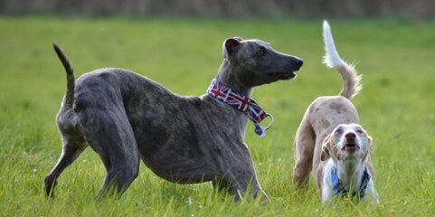 Scout playing with a friend