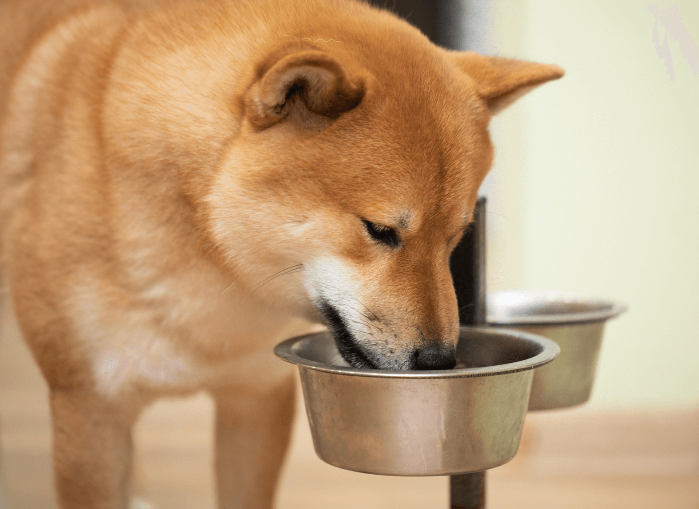 Raised feeding bowls for senior pets