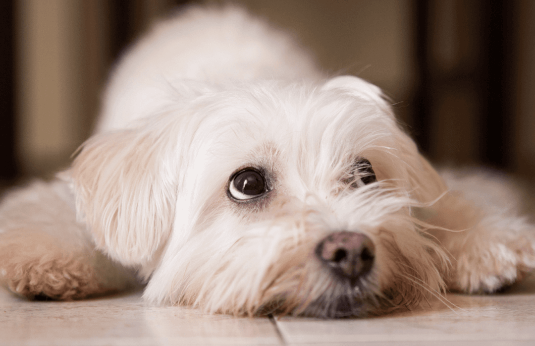 Urinary incontinence in senior dogs