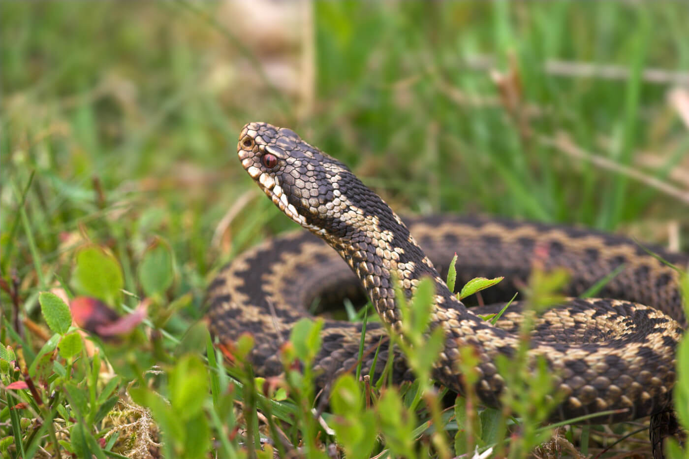 Adder bites in dogs