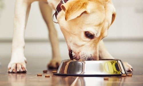 How many times a day should I feed my dog?