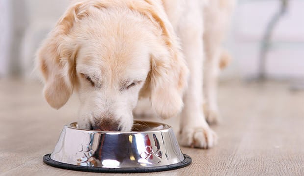 My dog seems ravenous, can I feed more than recommended on the bag?