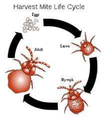 Harvest Mite Life Cycle