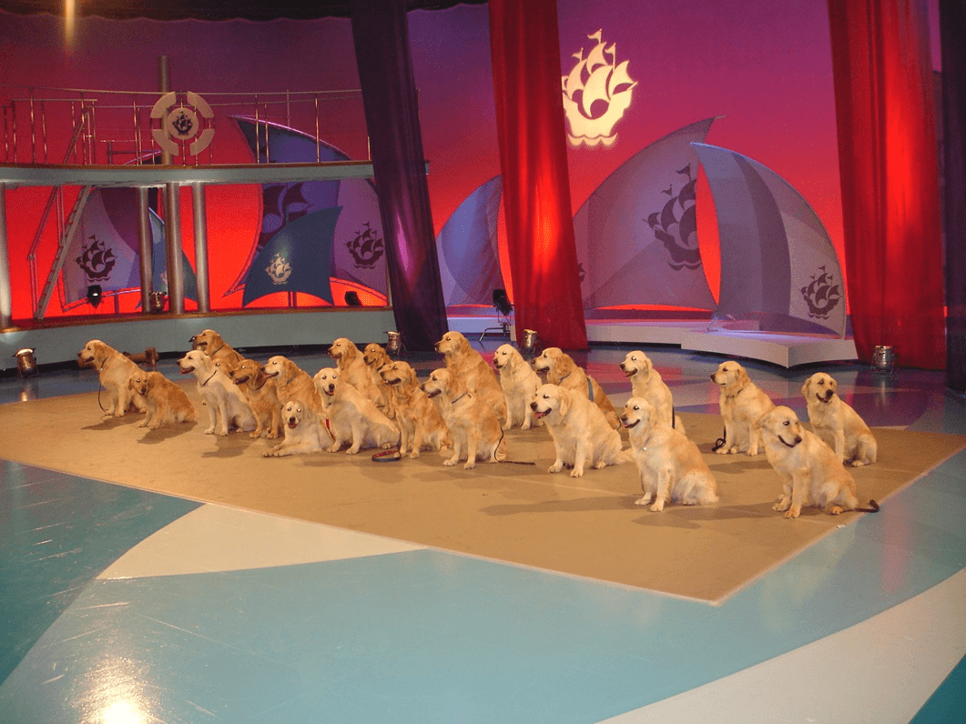 Meet the Southern Golden Retriever Society Display Team