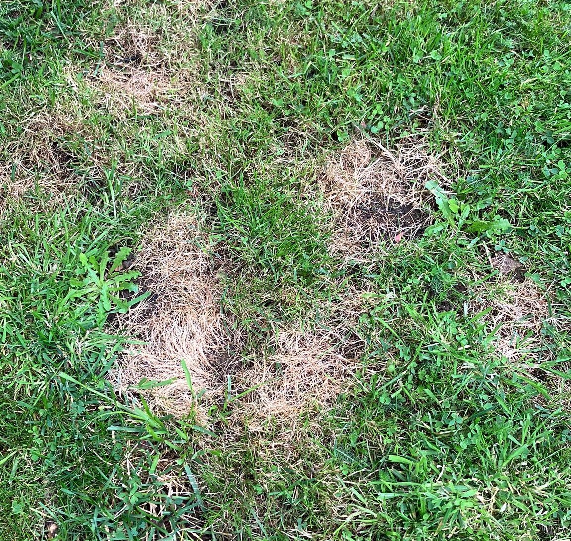 Why is my dogs urine killing the grass?