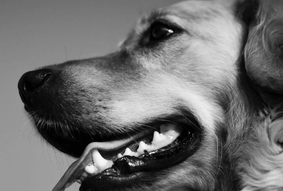 Healthy teeth and gums in dogs