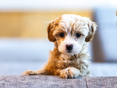 Feeding your puppy//Photo by Patrick Kool on Unsplash