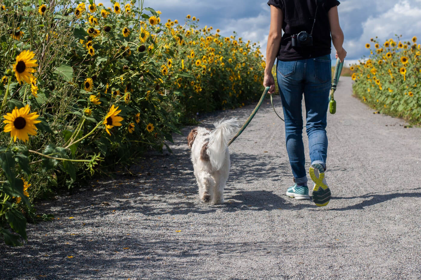 Our top tips for walking your dog