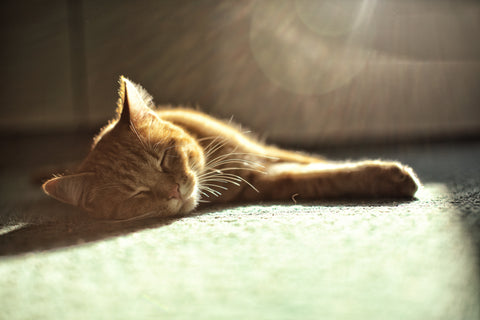 Can cats get heatstroke? 