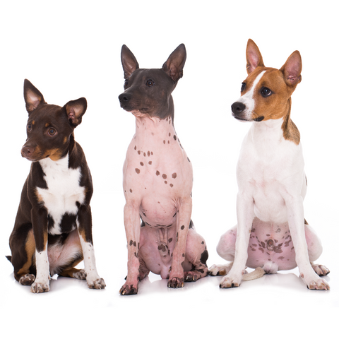 What dogs are hypoallergenic? 