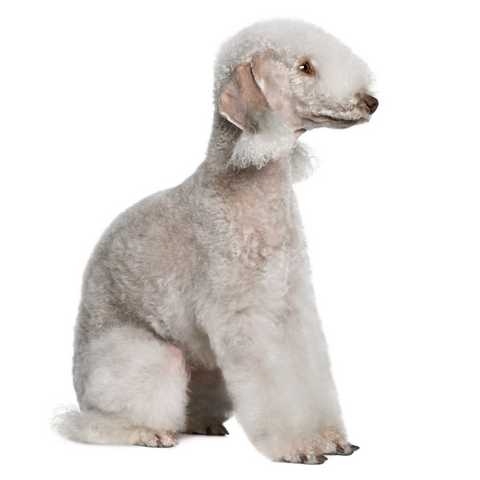 Hypoallergenic Dogs