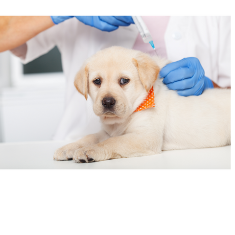 Puppy Vaccination