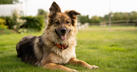 Healthy Bacteria in pet food, Photo by Jane Duursma on Unsplash