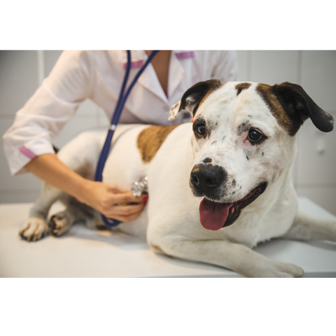 Heart Disease in Dogs