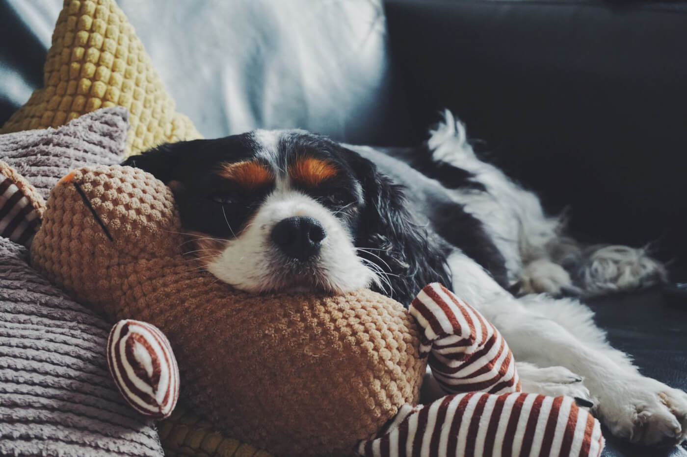 Why has my senior dog’s sleeping pattern changed?