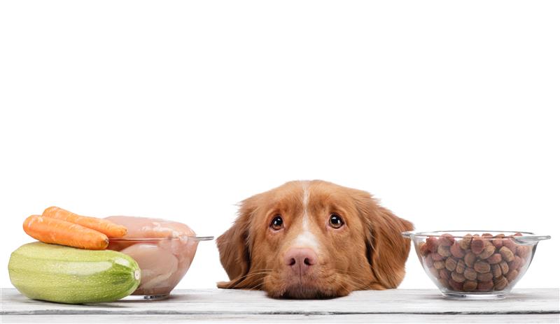 Raw vs. Cooked Diets: Which Is Better for Your Pet?