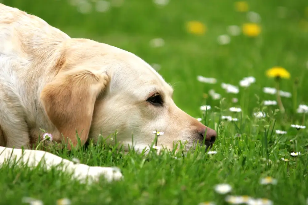 Springtime Poisons: Common Dog Toxicities to Watch Out For in 2026