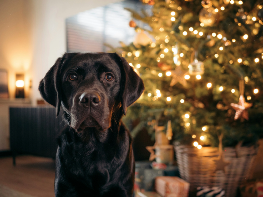 10 Tips for a Stress-Free Christmas for Pets