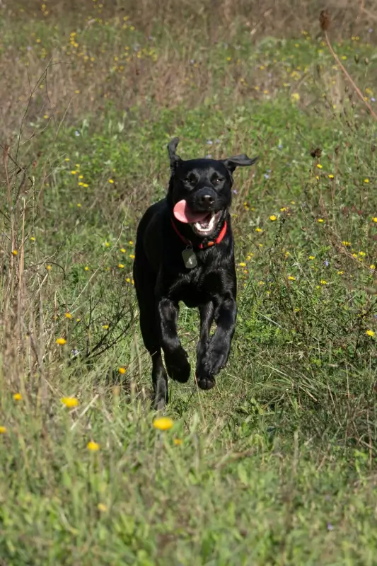 How to Safely Help Your Dog Lose Weight and Stay Active this Winter